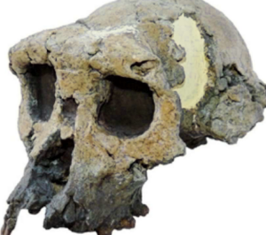 Crâne de Toumail