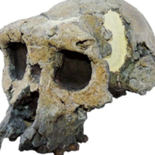 Crâne de Toumail